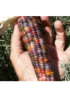 MISIR RENKLİ (ÇOKLU TOHUM) - 10 Gram