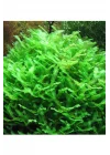 Monosolenium Tenerum Pellia Moss 10x10cm Canlı Bitki