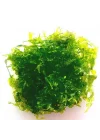 Monosolenium Tenerum Pellia Moss 10x10cm Canlı Bitki
