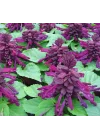 Mor Ateş Çiçeği - Salvia F1 Tohumu (30 Tohum)