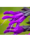 Mor Ateş Çiçeği - Salvia F1 Tohumu (30 Tohum)