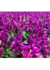 Mor Ateş Çiçeği - Salvia F1 Tohumu (30 Tohum)