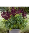 Mor Ateş Çiçeği - Salvia F1 Tohumu (30 Tohum)