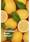 Natures Scents Lemon-Limon Oda Kokusu Yedek Makine Spreyi 250 ml