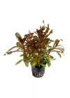 Nesaea Crassicaulis Saksı Canlı Bitki