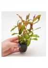 Nesaea Crassicaulis Saksı Canlı Bitki