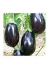 Patlıcan Antep Dolmalık Tohumu - Aksel 10 gr