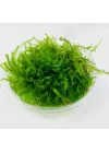 Peacock Moss Kutu Canlı Bitki