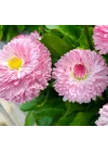 Pembe Katmerli Şeker Tabağı F1 Tohumu (30 Tohum)