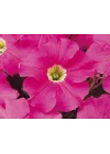 Pembe Petunya (20 Tohum)