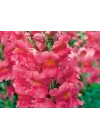 Pembe Renk Uzun Boylu Aslan Ağzı (25 Tohum)