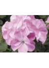 Pembe Sardunya (10 Tohum)