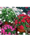 Pentas Çiçeği Tohumu (İri çiçekli Bodur) Karışık Renkli - 5 Tohum