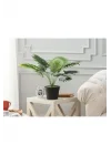 Plaquela Saksılı Bitki