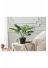 Plaquela Saksılı Bitki