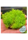 Pogostemon Erectus In Vitro Cup Canlı Bitki