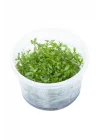 Proserpinaca Palustris Cuba In Vitro Cup Canlı Bitki