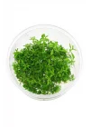 Proserpinaca Palustris Cuba In Vitro Cup Canlı Bitki