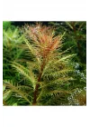Proserpinaca Palustris Cuba In Vitro Cup Canlı Bitki