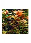 Proserpinaca Palustris Saksı Canlı Bitki TR-P300