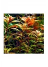 Proserpinaca Palustris Saksı Canlı Bitki TR-P300