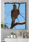 (pster15057) Atmaca Hayvan Kanvas Tablo 50 x 70