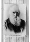 (pster3597) Darwin Bilimsel Poster 3 (40x60cm)