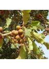 Radika Aromaterapi SHEA BUTTER (KARİTE YAĞI) - ORGANİK - SOĞUK SIKIM 100 gr.
