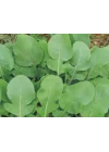 Roka Tohumu - Aksel 10 gr