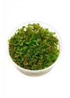 Rotala Macrandra In Vitro 200cc Canlı Bitki