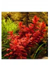 Rotala Macrandra In Vitro 200cc Canlı Bitki
