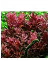 Rotala Macrandra In Vitro 200cc Canlı Bitki