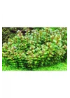 Rotala Sp Bonsai Saksı Canlı Bitki