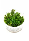 Rotala Sp Bonsai Saksı Canlı Bitki