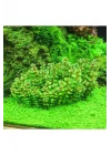 Rotala Sp Bonsai Saksı Canlı Bitki