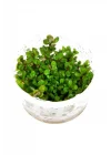 Rotala Sp Bonsai Saksı Canlı Bitki
