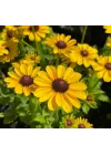 Rudbekya Çiçeği Tohumu (Dalgalı Bodur) Sarı Kırmızı Renkli - 5 Tohum
