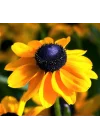 Rudbekya Çiçeği Tohumu (Dalgalı Bodur) Sarı Kırmızı Renkli - 5 Tohum