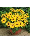 Rudbekya Çiçeği Tohumu (Dalgalı Bodur) Sarı Kırmızı Renkli - 5 Tohum