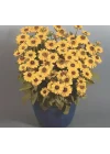 Rudbekya Çiçeği Tohumu (Dalgalı Bodur) Sarı Kırmızı Renkli - 5 Tohum
