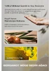 Saça Parlak ve Islak Bir Görünüm Sunan Bitkisel Özler İçeren Saç Yağı Pro Airy Polish Oil 30ml