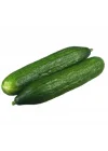 SALATALIK BEITH ALPHA İTHAL (ÇOKLU TOHUM) - 5 Gram