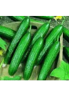 SALATALIK BEITH ALPHA İTHAL (ÇOKLU TOHUM) - 5 Gram