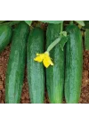 SALATALIK BEITH ALPHA İTHAL (ÇOKLU TOHUM) - 5 Gram