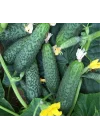 SALATALIK KORNİŞON (ÇOKLU TOHUM) - 3 Gram