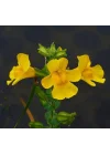Sarı Mimulus Misk Çiçeği F1 Tohumu (30 Tohum)