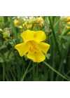 Sarı Mimulus Misk Çiçeği F1 Tohumu (30 Tohum)