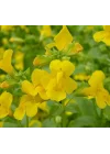 Sarı Mimulus Misk Çiçeği F1 Tohumu (30 Tohum)