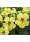 Sarı Mimulus Misk Çiçeği F1 Tohumu (30 Tohum)
