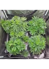 Scrog file, bitki yetiştirme ağı, (150 x 150 cm) elastik kafes ağı, 6 kancalı, elastik ağ kafesi, bitki yetiştirme çadırı, iç mekan bitkisi, hidroponik yetiştirme odası, elastik file